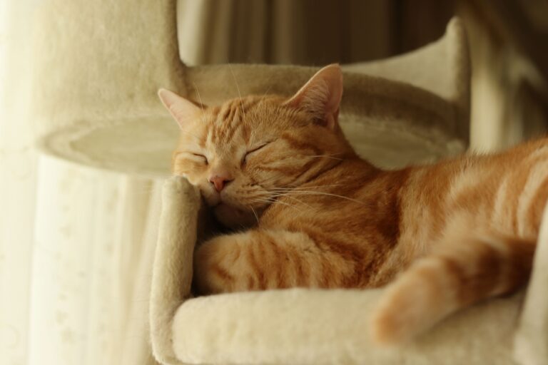 ☆ホテルエノエ富山☆2025年8月29日開業！キッチンスタッフ☆オープニングスタッフ☆経験者のみ